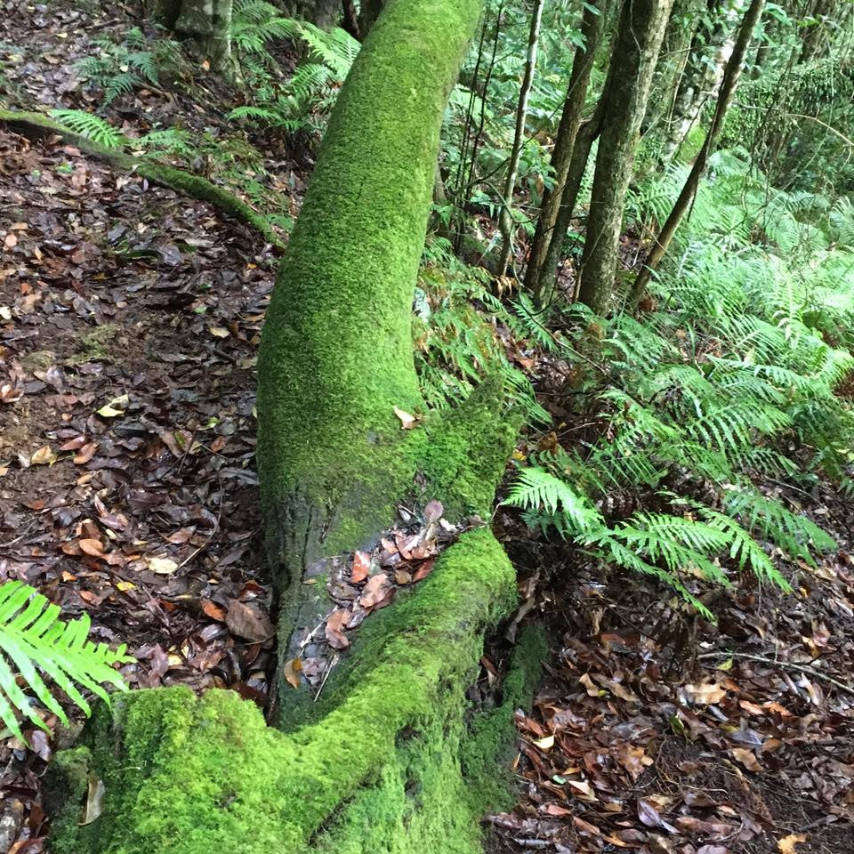 Love the textures of the australian rainforest