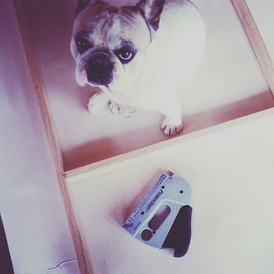 Olive our frenchie is always at help